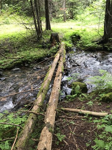 Two logs make crossing Gold Center Creek easy