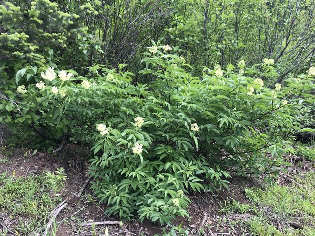 Elderberry flowers