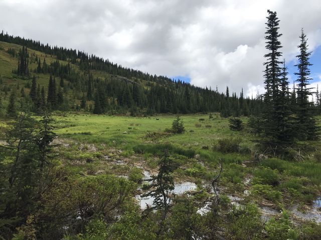 A pleasant meadow beneath Grandmother Mountain