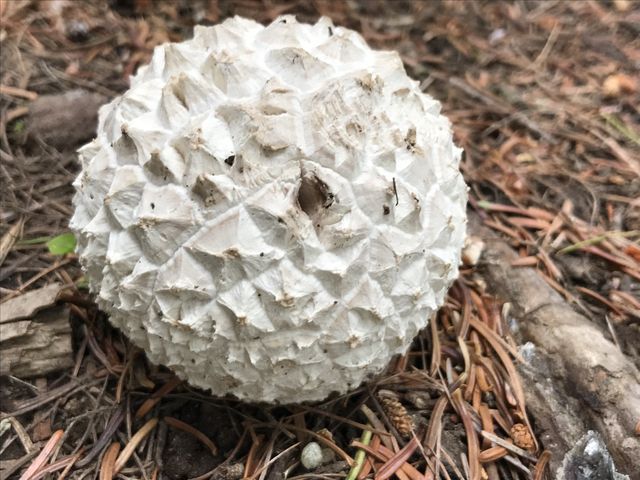A golfball mushroom!