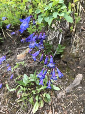 Lots of flowers on trail 261