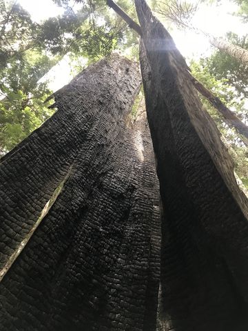 A giant cedar, hollow and burnt. Easily 12 feet in diameter at the base