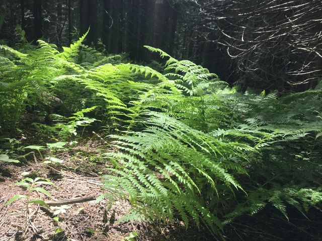 Ferns on trail 261