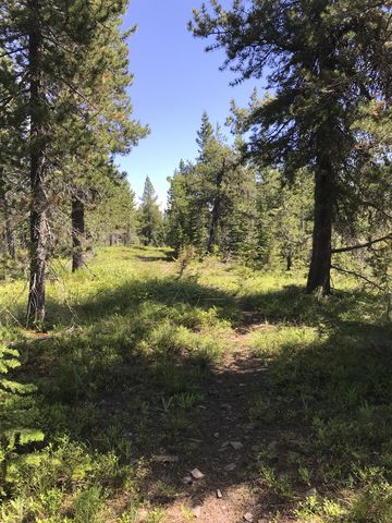 Canyon Ridge is hemmed in on both sides by young spruce trees