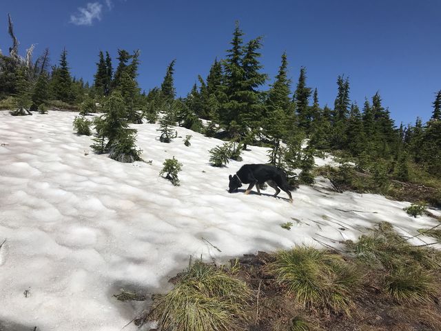 We ran out of water. Naughty lived off of snow patches