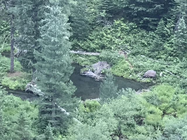 Beaver lodges on Swamp Creek