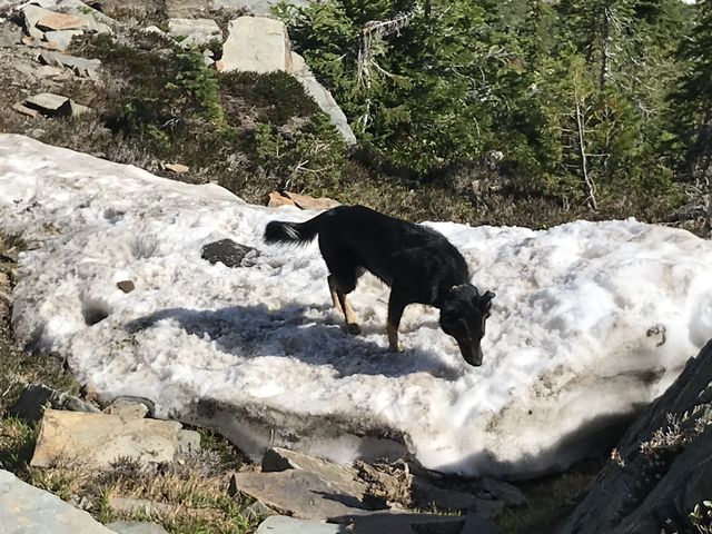 Naughty found a patch of snow to cool down in