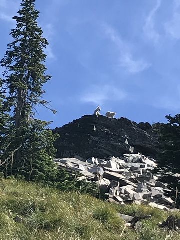 Nanny and kid on a rock ledge. Looks comfy!