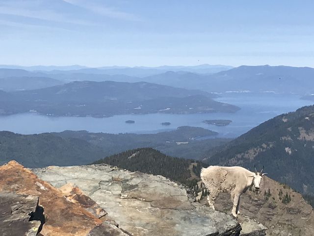 A pesky mountain goat and Lake Pend Oreille in the background