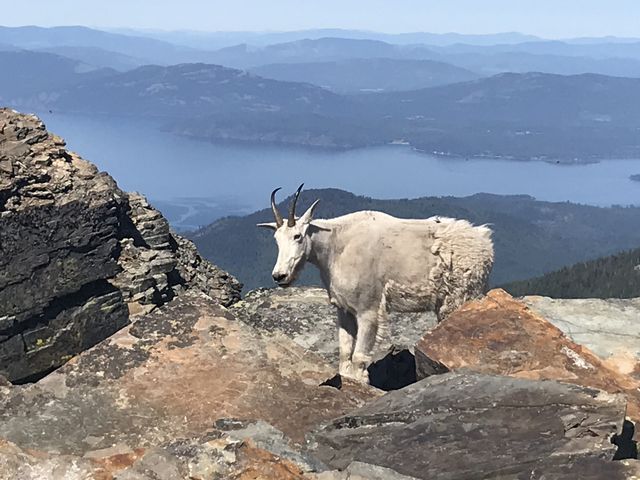 More of said goat and lake