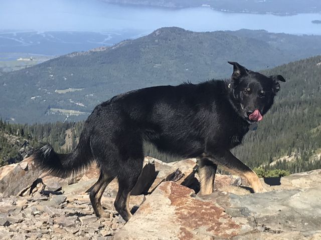 Naughty being naughty atop Scotchman Peak