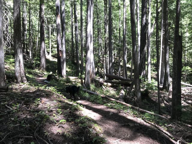 A nicely shaded trail in the woods for the most part