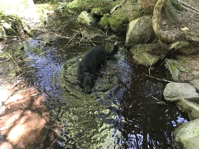 Naughty going for a swim