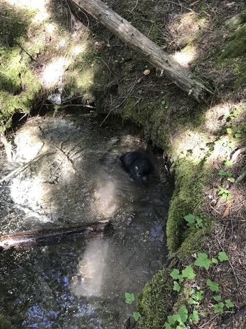 A spring-fed pond. It was crystal clear before Naughty jumped in