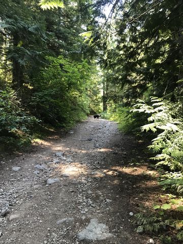 The trail starts out on an old mining road