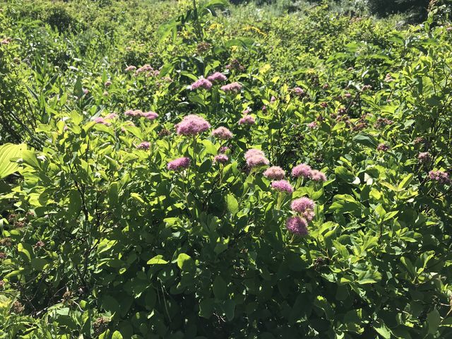 Spirea in bloom