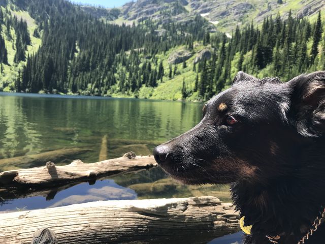 Naughty at Upper Stevens Lake