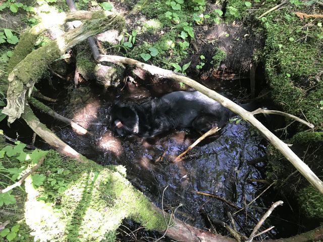 A refreshing brook halfway up the mountain