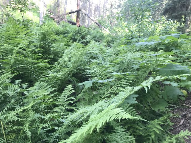 The section along the brook is very green and overgrown