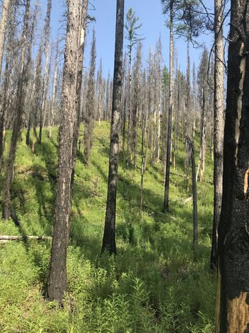 The trees in the upper section are burnt. Some of the larches survived with blackened trunks