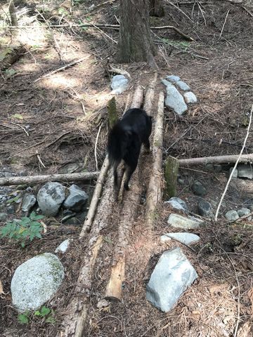 An easy crossing of a (now) dry creek bed early in the hike