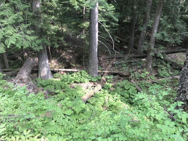 The forest floor along the Middle Fork is lush and thick with cedars