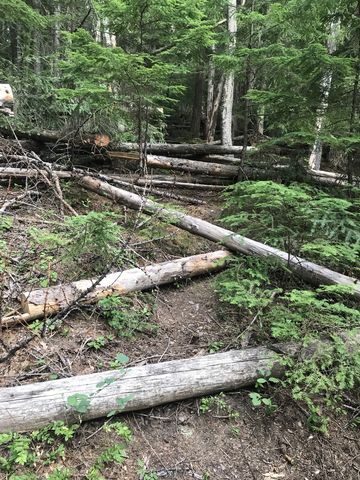 Unmaintained trail #980 is a jumble of fallen logs. And its uphill. For 2 miles