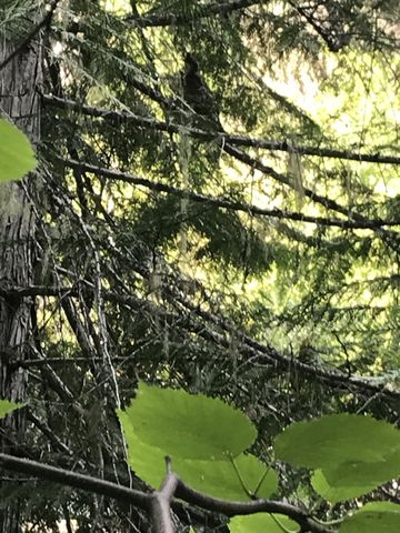 No carcass, so here the well-hidden grouse (top center)