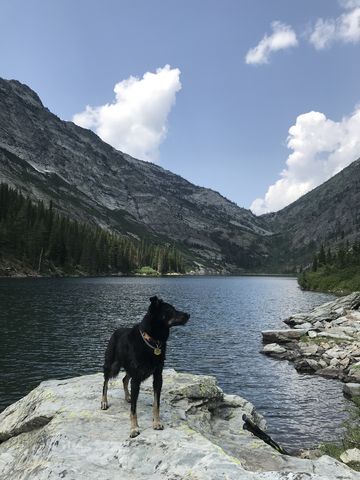 Naughty enjoying Rock Lake. No mosquitoes! Theyre all at Little Ibex Lake