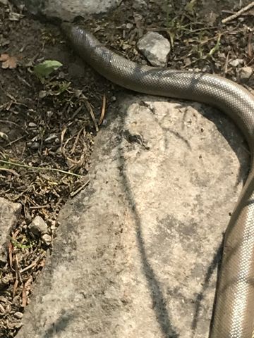 A small snake
