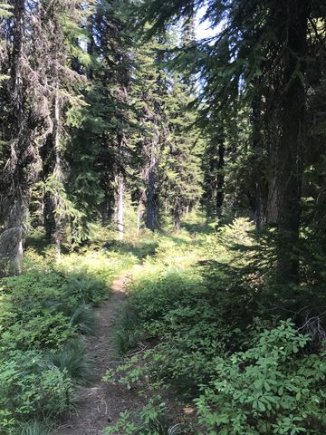 Much of the trail follows an old logging road through the forest. Enjoy the huckleberries