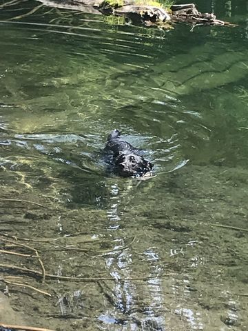 Naughty going for a swim. We all did!