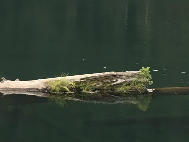 A moss-overgrown log floating in Crystal Lake