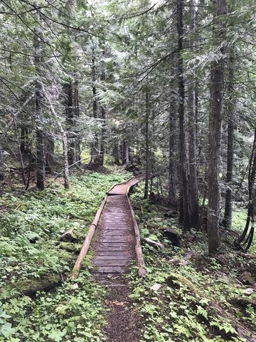 The Upper Canyon Creek trail drops steeply downhill, with some of the marshy areas bridged by buckling boardwalk