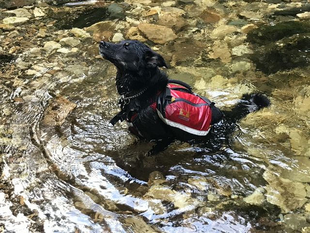 Naughty cooling down in Canyon Creek