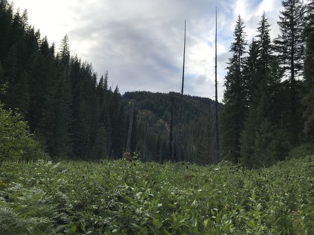 Tall stands of ferns and coneflower nearly make the trail invisible