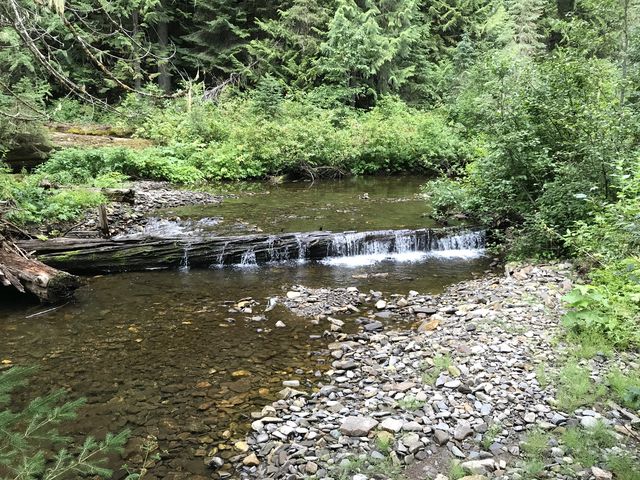 A log in Buck Creek. Watch out for beaver activity