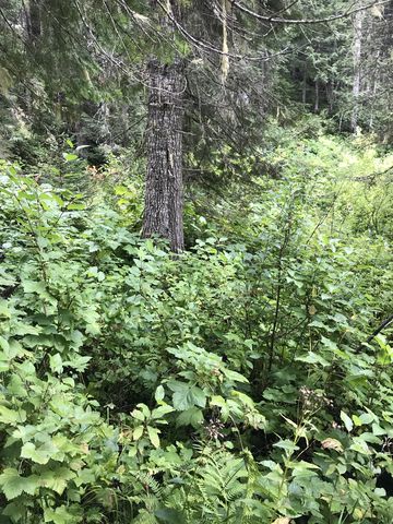 …undergrowth. And by the way thats what it looks like after we crawled through it.