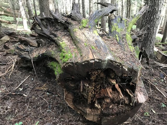 A giant cedar stump on the Buck Creek trail (in the section heading up to Bathtub Mountain)