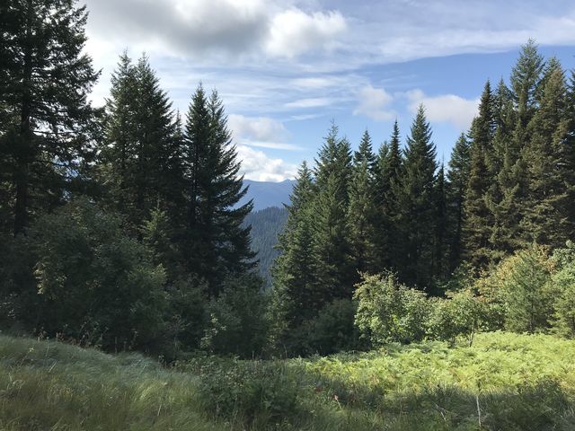 View from the Buck Creek trail as it nears FR-201