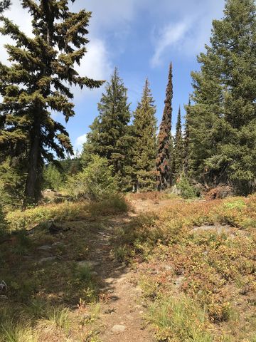 The higher you climb on the Buck Creek trail, the drier it gets (its a 2000-foot climb)