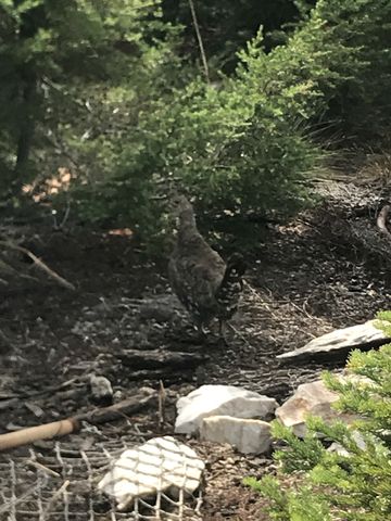 A grouse near Snow Peak