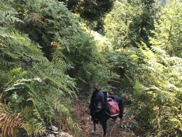 The fork to Larkins Creek. The ferns to the left lead to Larkins Creek, the ferns to the right continue along the Little North Fork