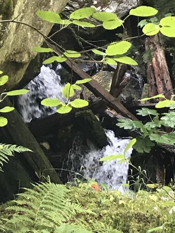 There is an elusive waterfall in Larkins Creek