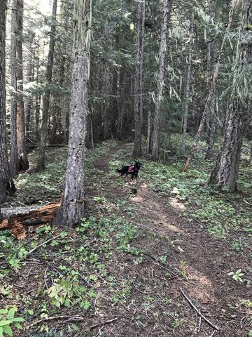 The Larkins Creek trail climbs steeply beneath a dark canopy of fir and cedar