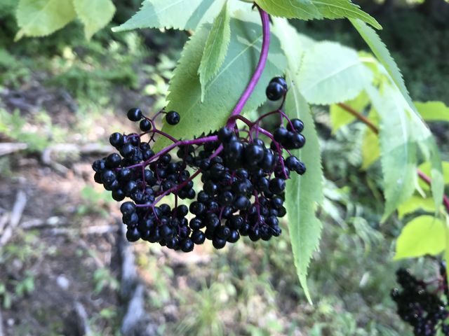 Elderberries