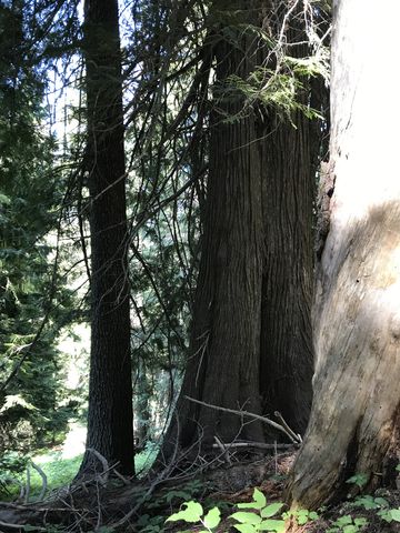 An ancient red cedar grove about halfway up the Larkins Creek trail