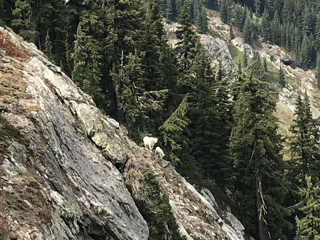 Mountain goats near Crag Lake