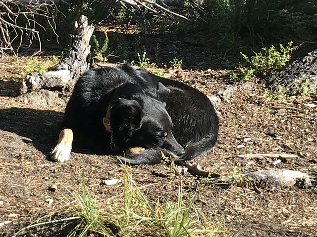 Naughty needing urgent rest after the climb from the Little North Fork (about 5,000 feet cumulative for the day)