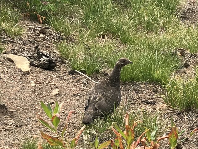 We prefer an obligatory grouse over an obligatory carcass (though we found plenty of bleached bones…)